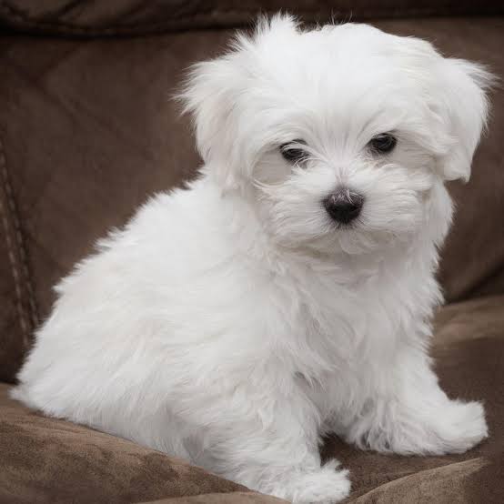 Blanco